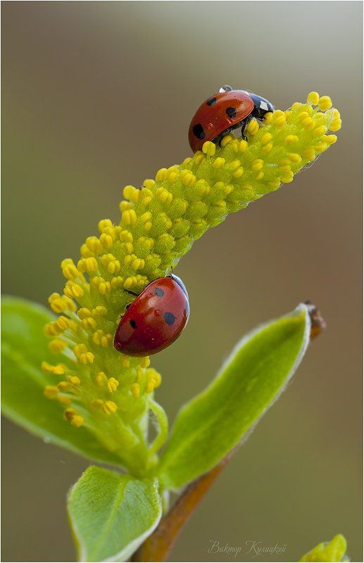 весенняяphoto preview