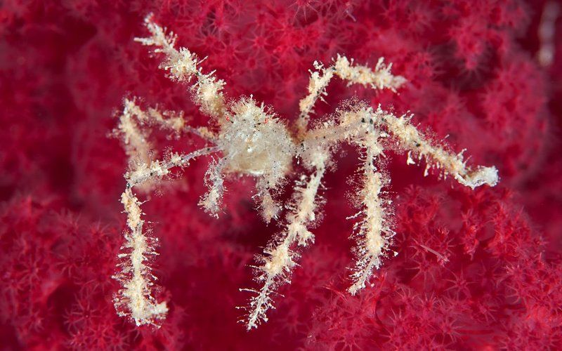 краб-паук,spider-crab,паук Макро-набор к пиву 4photo preview