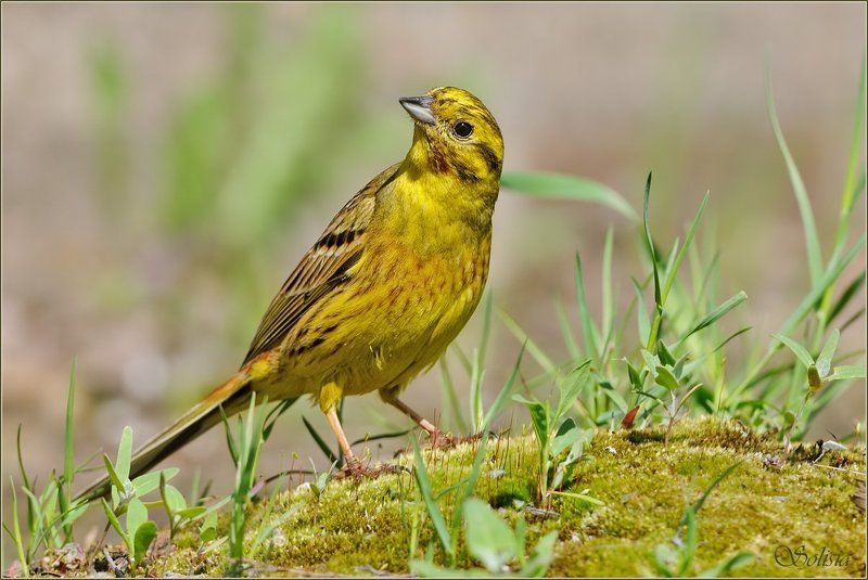 птицы, природа, овсянка обыкновенная, весна,  emberiza citrinella, самец Лимончикиphoto preview