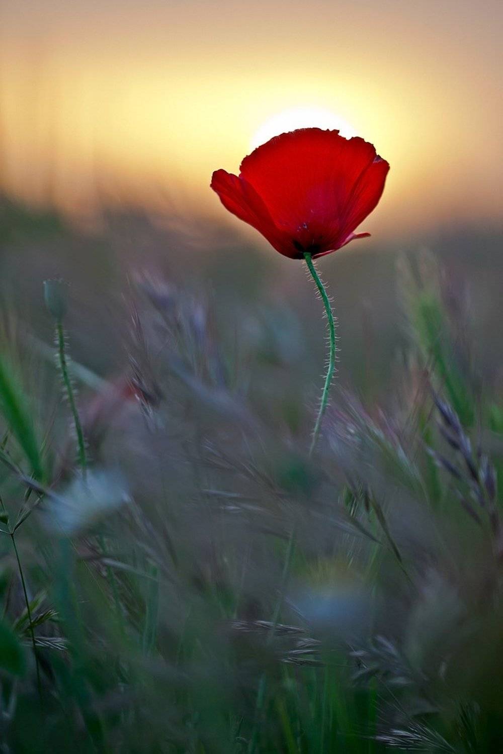 flowers, red, 5dmkii, Remus Moise