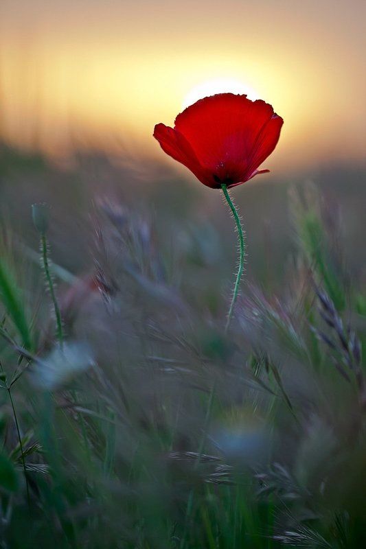 flowers, red, 5dmkii Amapolaphoto preview