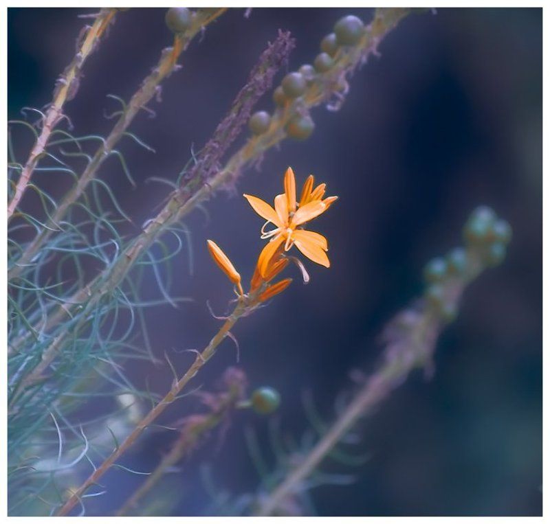 Огонёкphoto preview