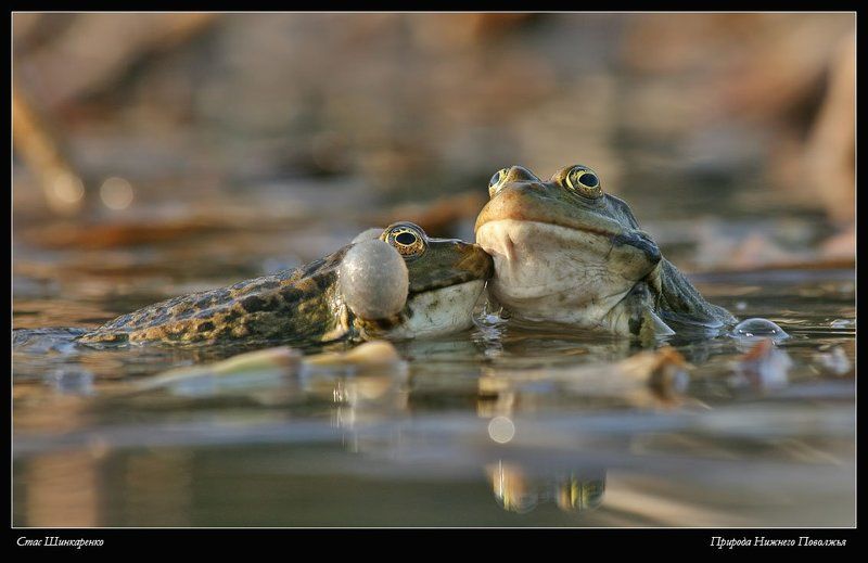 Поцелуйphoto preview