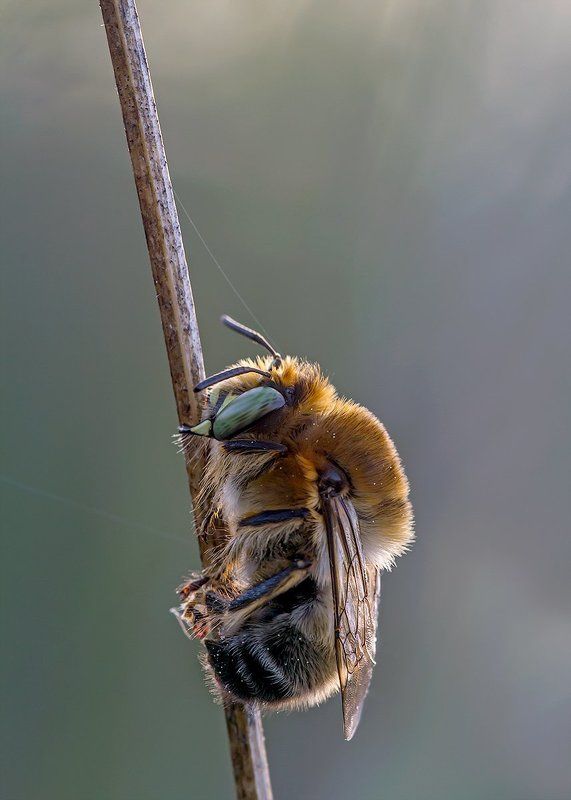 himenoptera The sleeperphoto preview