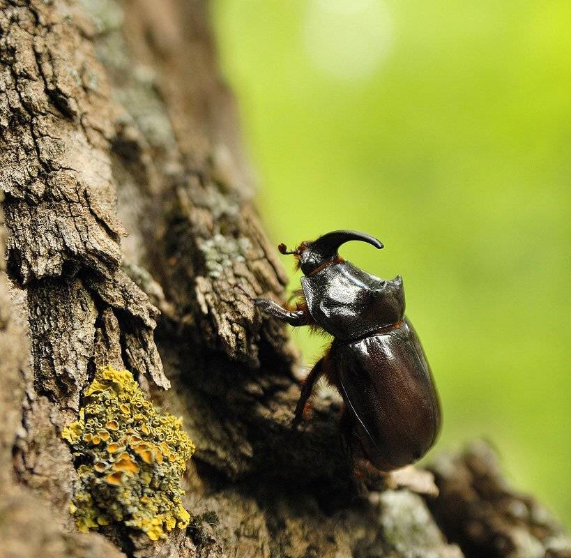 Будет нелегким мой путь. Автор: Александр , Александр