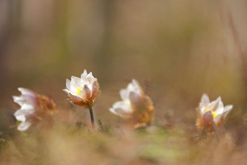 прострел, весенний весенняяphoto preview