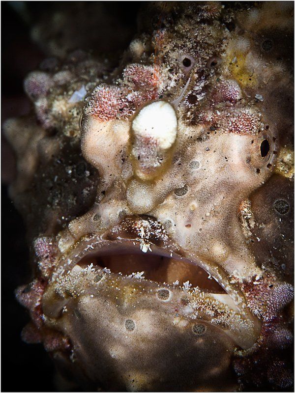 филиппины, панглао, фрогфиш, рыба-лягушка, На лицо ужасные...photo preview