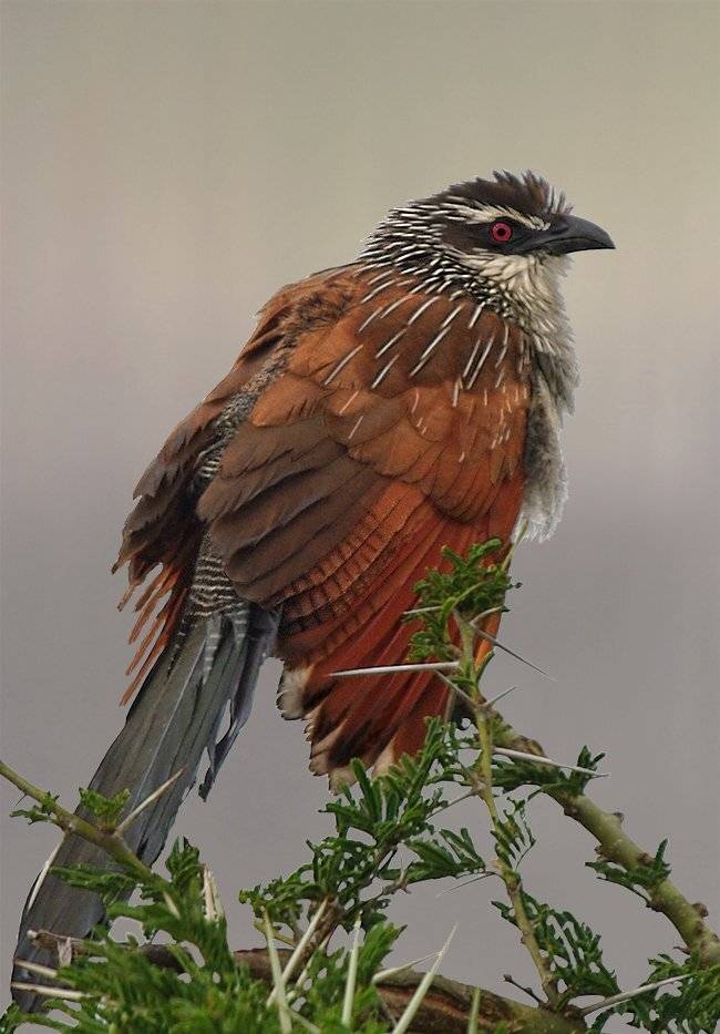 Холодно, блин). Автор: Sergey Volkov африканская, шпорцевая, кукушка, , , white-browed, coucal, , , centropus, superciliosus, Sergey Volkov