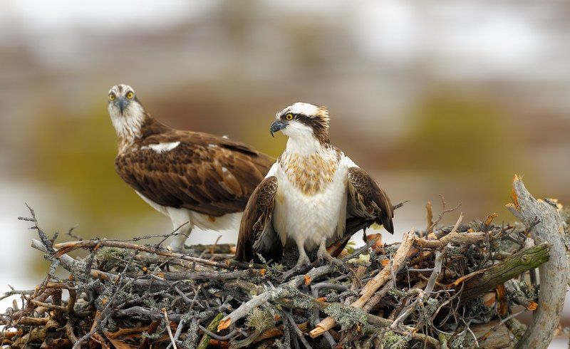 фас и профильphoto preview