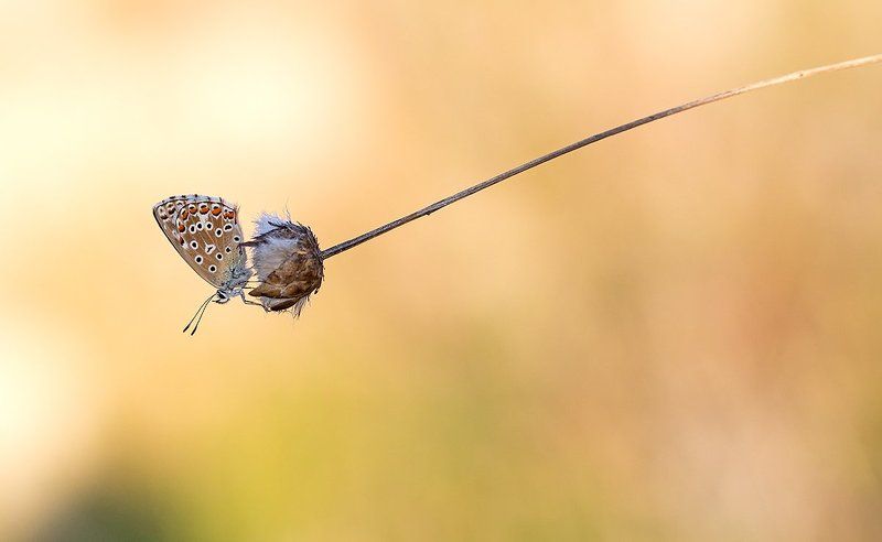 lepidoptera Polyomatus icarusphoto preview