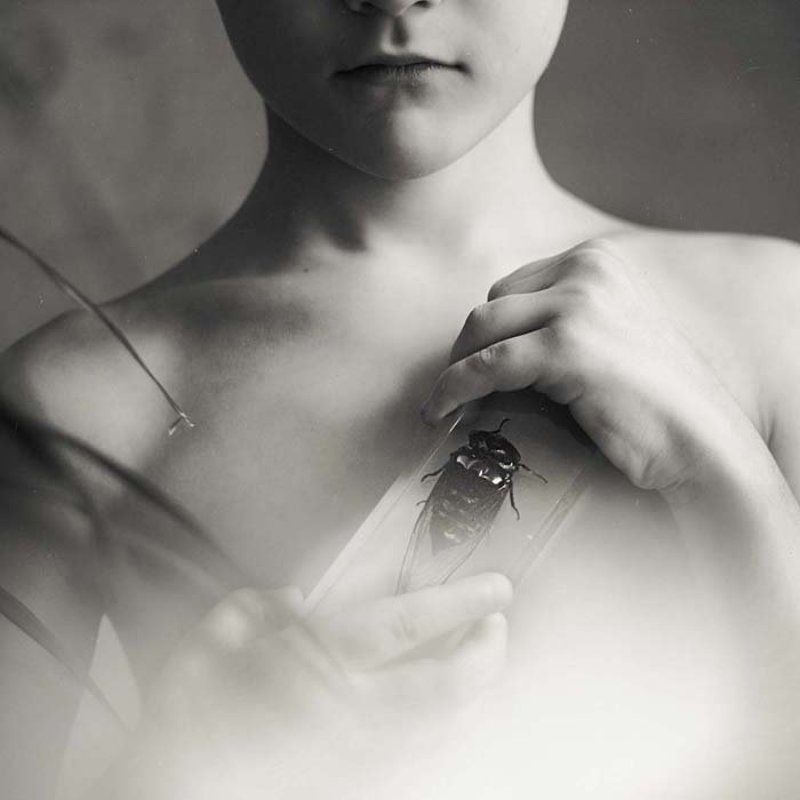 insect lifephoto preview