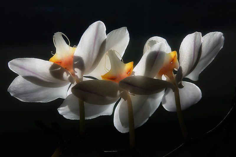 pas de troisphoto preview