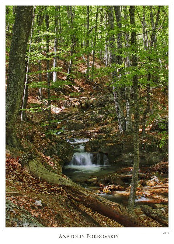 крым, горы, хапхал, водопад , камни, лес, анатолий покровский Вода струится меж камней у сплетённых древесных корней. Течение жизни леса. фото превью