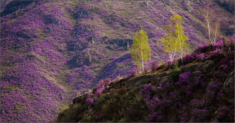 алтай, весна, багульник *photo preview