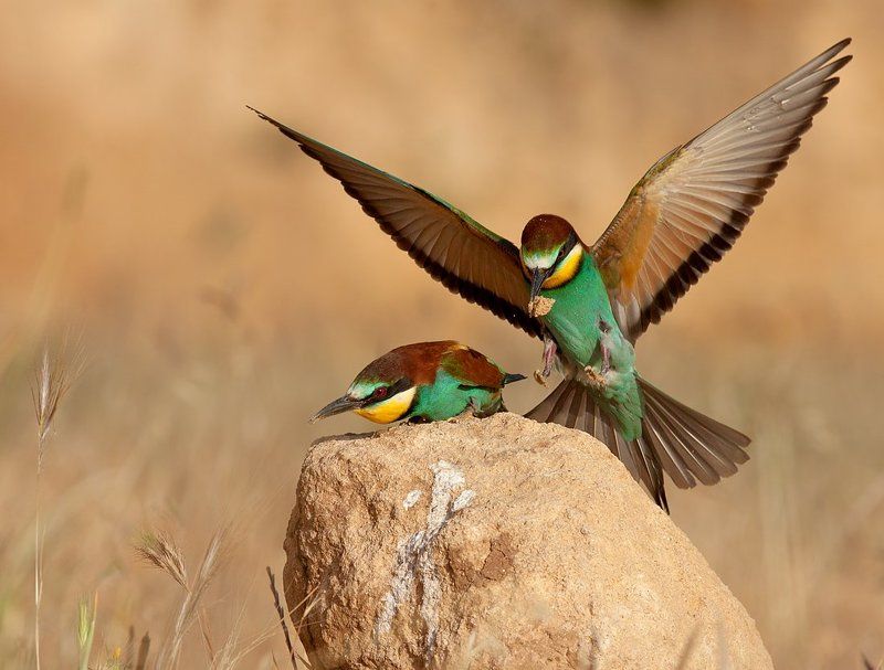 золотистая, щурка с игрушкойphoto preview