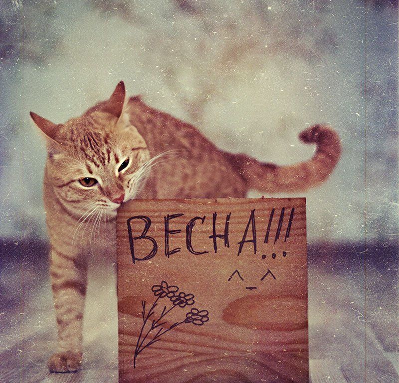 кот весна фото превью