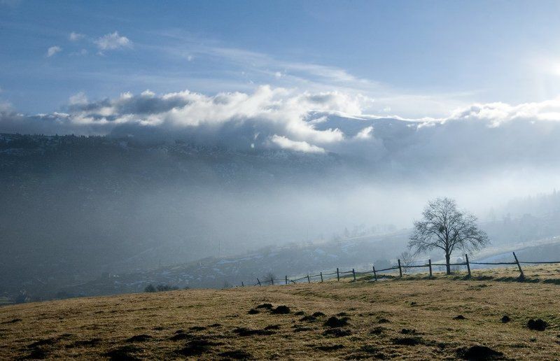 карпаты, природа, дерево, пейзаж * * *photo preview