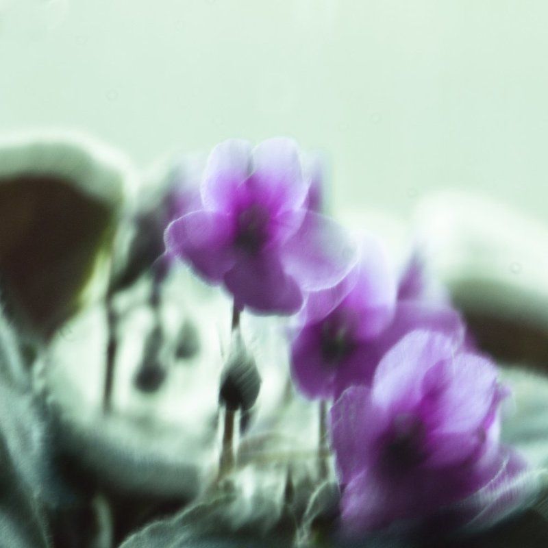 Faced-grayphoto preview