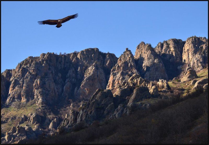 крым, белоголовый сип, долина приведений, демирджи  фото превью