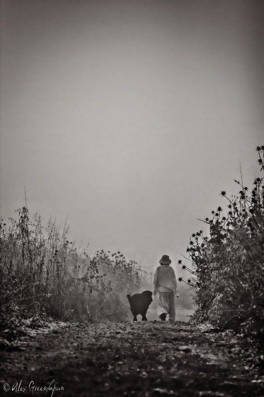 дикая,природа,путь,дорога,тишина,туман,эмоции,собака,друг,женщина,дружба,вместе, в даль, чб, черно белое Into the Wild (Путь в Тишину)photo preview