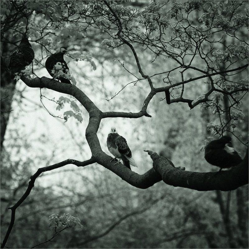 ветка, голуби на ветке фото превью