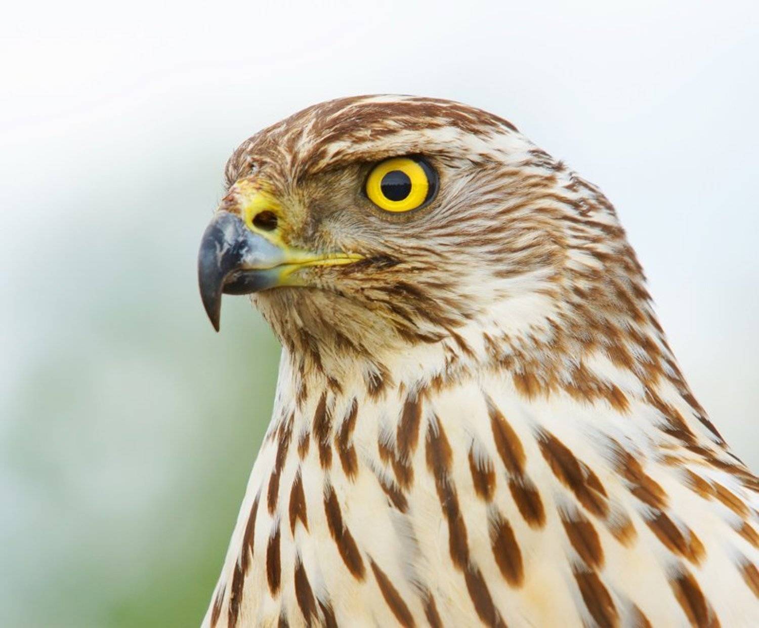 Хищник. Автор: Borsov Michail ястреб, тетеревятник, Borsov Michail