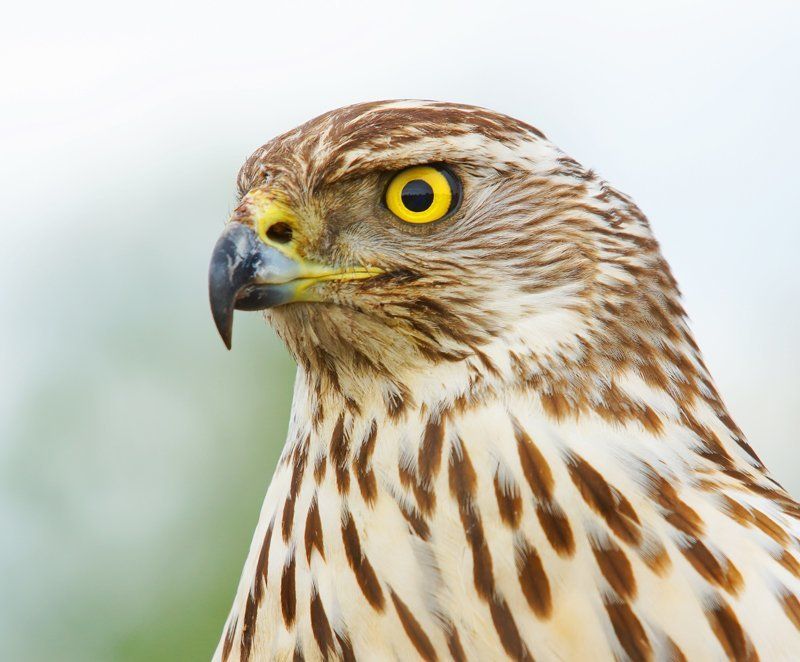 ястреб, тетеревятник Хищникphoto preview