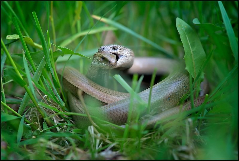 Ну вот, ты и попалась...photo preview