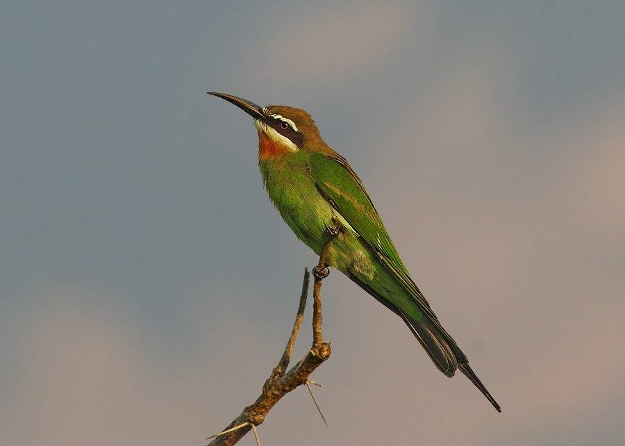 Равнение направо. Автор: Sergey Volkov мадагаскарская щурка, merops superciliosus, madagaskar bee-eater, Sergey Volkov