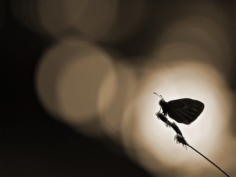 без названияphoto preview