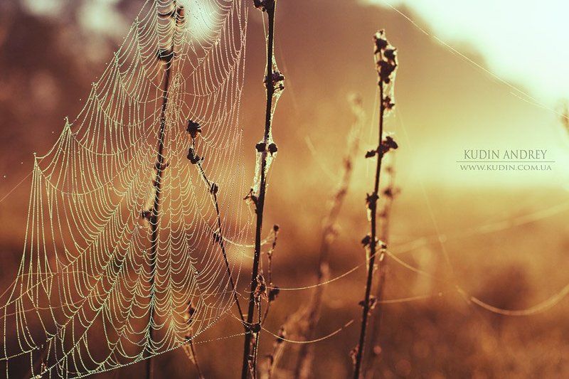 утро, паутина , роса, рассвет Ловец снов....photo preview
