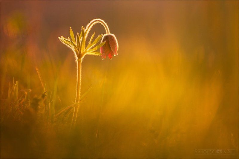 Вечерняя грустьphoto preview