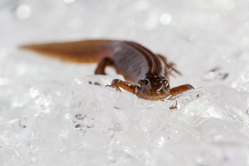 тритон на льдуphoto preview