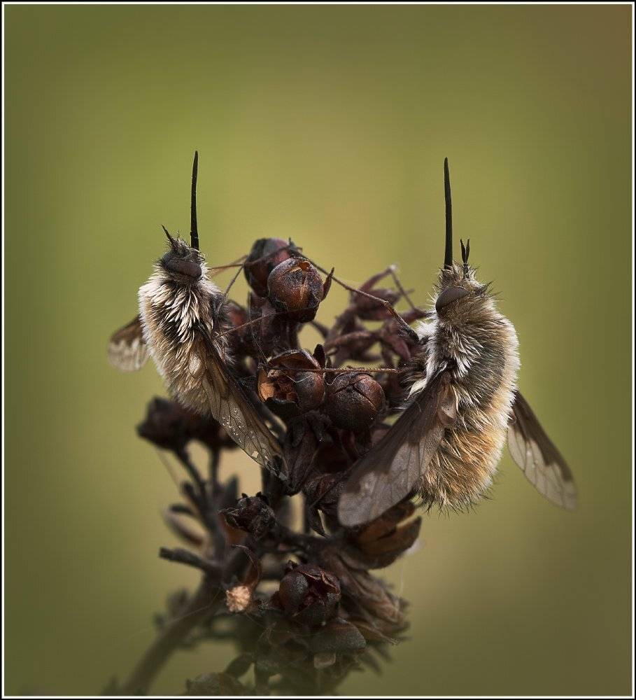 , Виктор Кулицкий