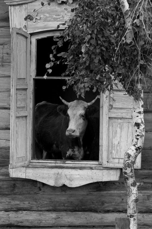 Деревенские мотивыphoto preview