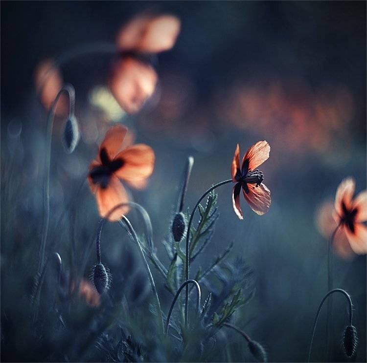 ***. Автор: Наталья Ова , Наталья Ова