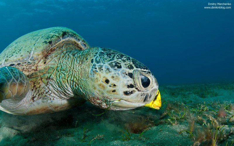 черепаха, зеленая черепаха, turtle, underwater Два конкурентаphoto preview