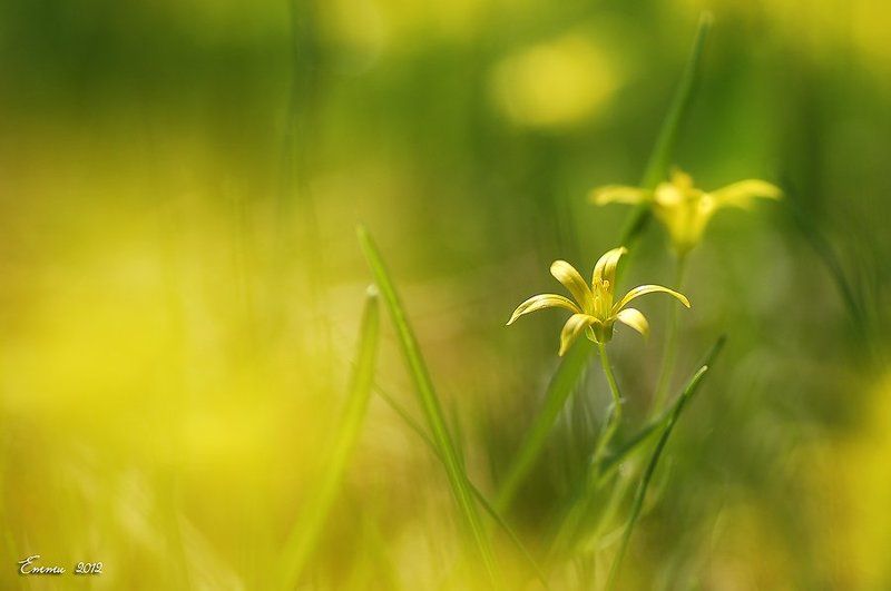 цветы, природа, весна, макро, трава Весенний мотив.... фото превью