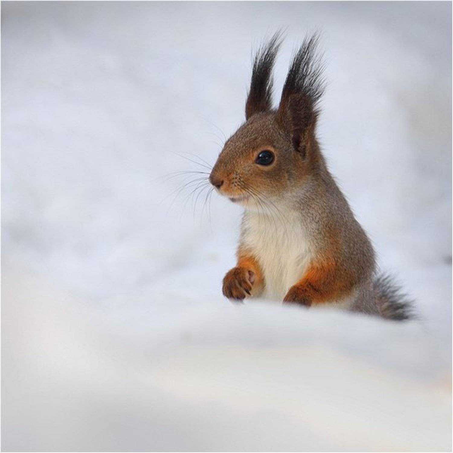заоблачный белк..)). Автор: Дмитрий Алексеев , Дмитрий Алексеев