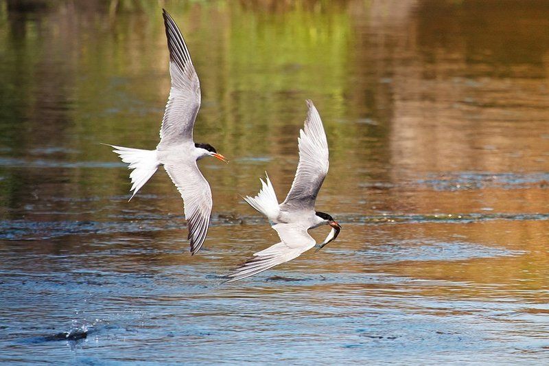 птицы, речная крачка Добытчик и нахлебницаphoto preview