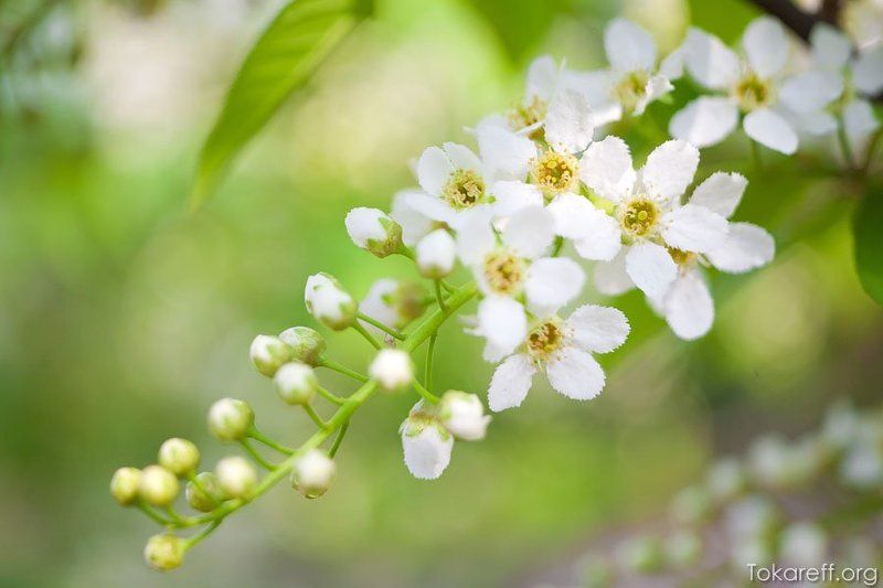 черемуха, Цвет черемухиphoto preview