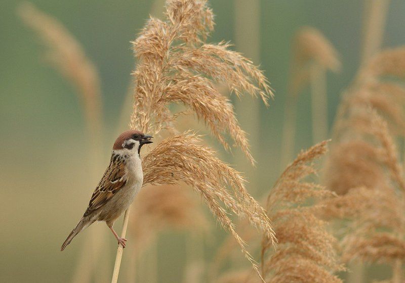 Воробейкоphoto preview