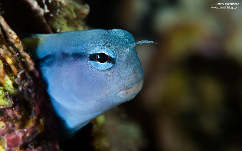 blenny., собачка Just blenny fishphoto preview