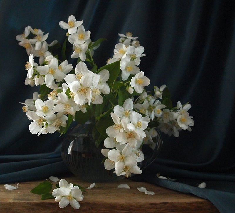 С жасминомphoto preview