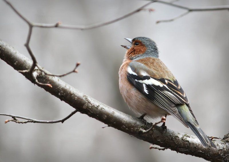 Зяба.photo preview