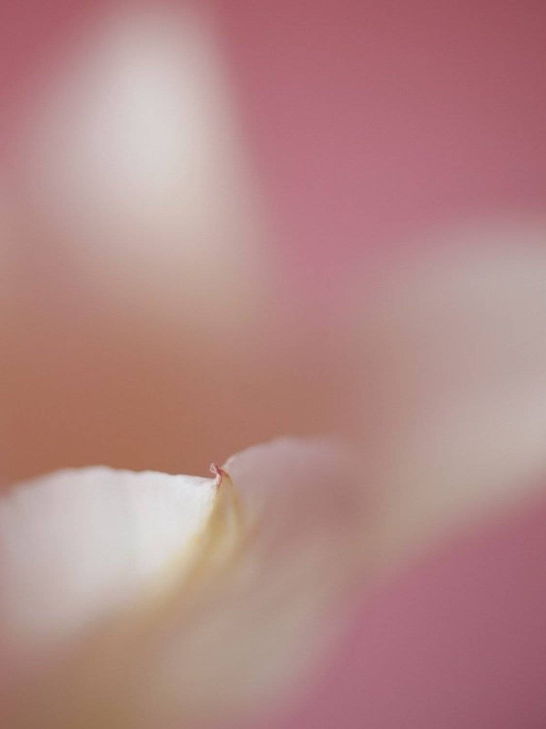 gentle in pink. Автор: Natalja Murphy pink, Natalja Murphy