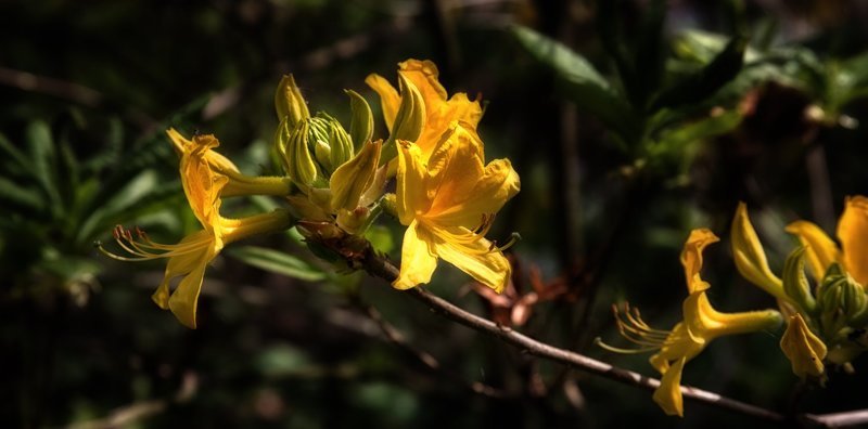 волшебный мир Рододендрусаphoto preview
