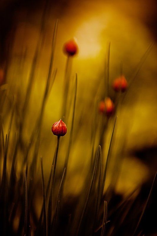 природа,весна ***photo preview