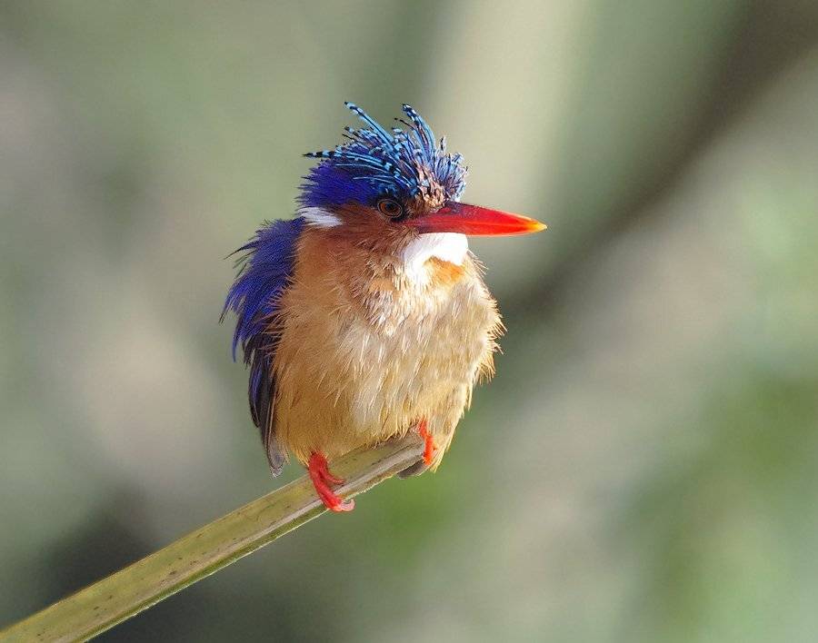 малахитовый зимородок, alcedo cristatus, Sergey Volkov