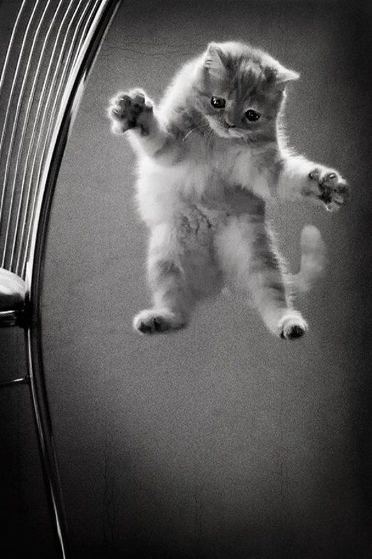 котёнок, игра, левитация Wingardium Leviosa фото превью